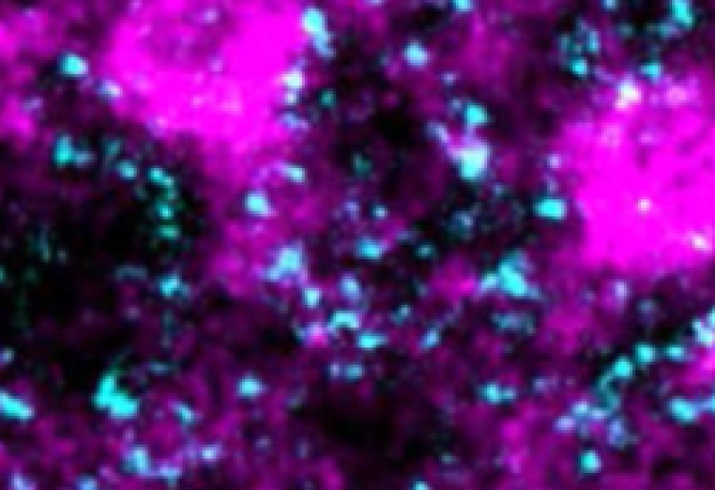 Localisation Microscopy